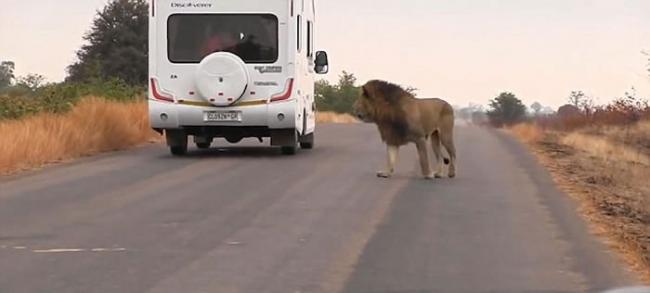 非洲狮子疑被战胜后对镜头“哭泣”