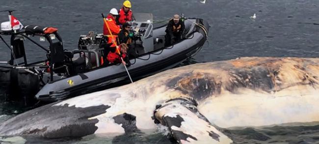 北大西洋露脊鲸全球仅剩450头 今年就有17头死亡
