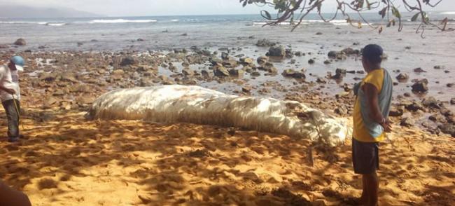 菲律宾海滩上的神秘毛怪 迪纳加特群岛发现不明海洋生物尸体