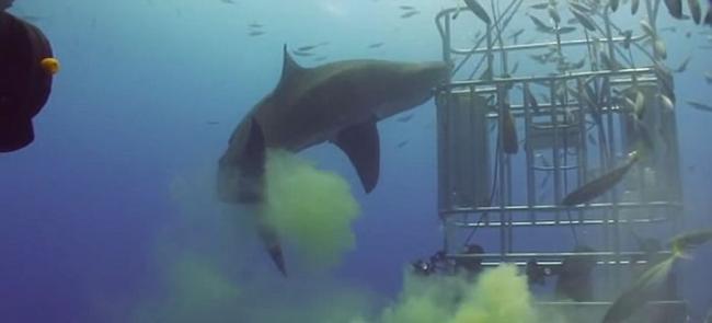 大白鲨朝防鲨笼游去 然后发起大便攻击
