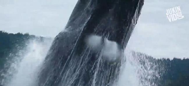 加拿大座头鲸独木舟旁突跃起 游客惊喜变惊慌