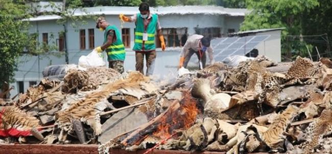 尼泊尔政府于22日烧毁20多年来查封的4000多具违法野生动物标本，包含67只老虎皮、350只犀牛皮、豹皮及大象尾巴等。