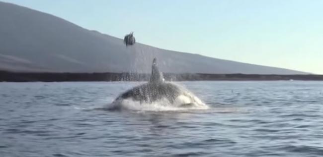 厄瓜多尔加拉巴哥群岛虎鲸把海龟抛向空中 玩几分钟后才吃下肚