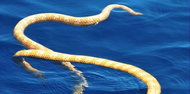 澳大利亚宁格鲁珊瑚礁发现曾经灭绝的短鼻海蛇和叶鳞海蛇正在交配