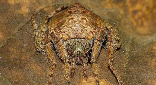 澳大利亚雨林保护区珍稀蜘蛛的高超伪装
