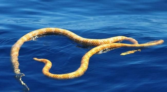 澳大利亚宁格鲁珊瑚礁发现曾经灭绝的短鼻海蛇和叶鳞海蛇正在交配