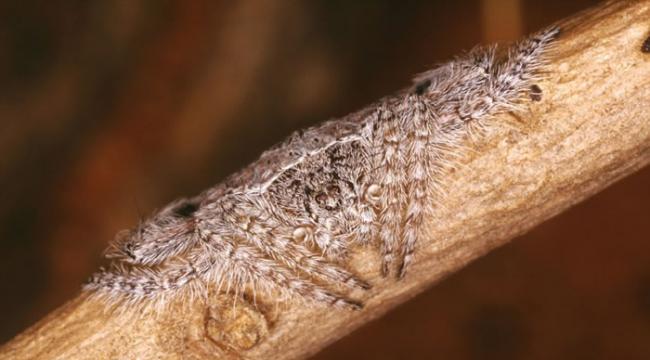 澳大利亚雨林保护区珍稀蜘蛛的高超伪装