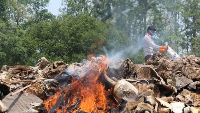 5月22日生物多样性国际日：尼泊尔政府烧毁4000具违法野生动物标本