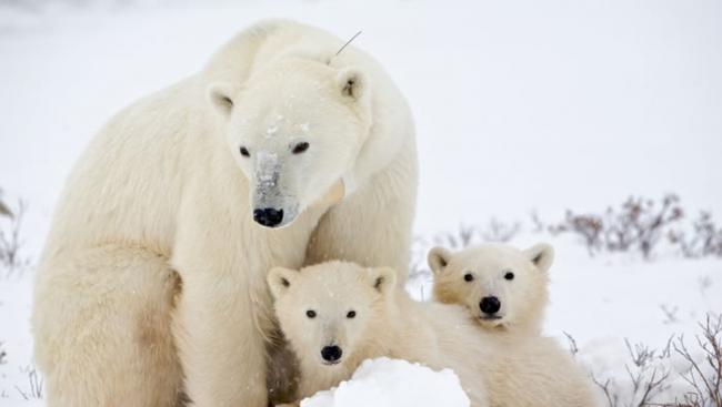 持久性的有机污染物对北极熊威胁最大