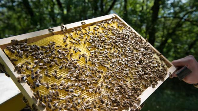 全球蜂蜜样本测试呈新烟碱类杀虫剂阳性