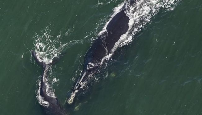 NOAA的评估也表示，必须研究商业捕鱼对于鲸鱼的影响。