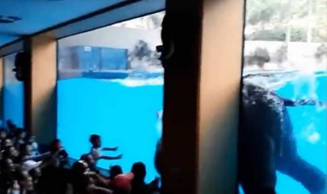 泰国动物园逼大象水中表演 保护动物人士斥训练过程残酷