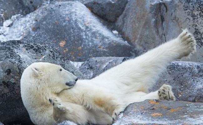 北极熊摆动四肢，似是在做体操。