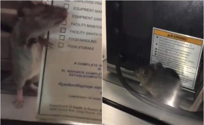 老鼠爬到“食物健康检测合格证书”旁边。