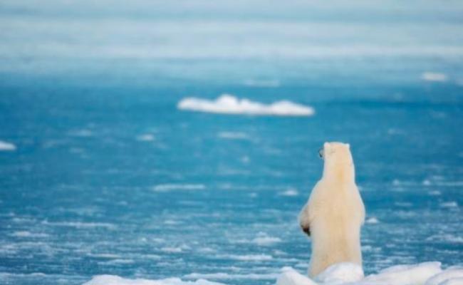 北极海的冰面融解，北极熊的栖息地面积大幅下降。