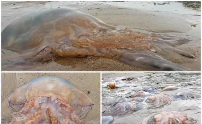 西威尔斯的沙滩惊现数以千计水母。