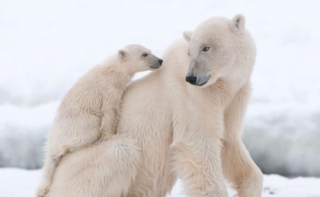 全球暖化令北极熊的生存愈见困难。