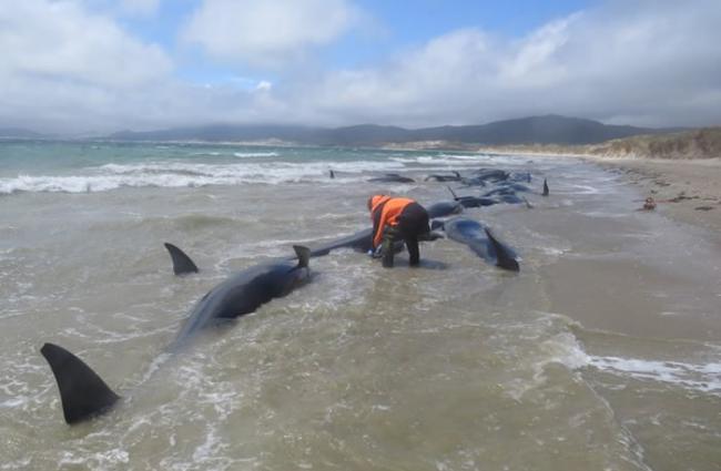 近150头巨头鲸在新西兰斯图尔特岛岸边搁浅