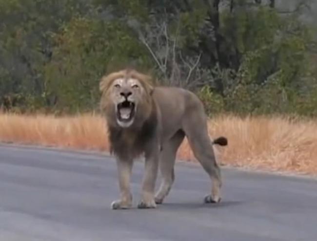非洲狮子疑被战胜后对镜头“哭泣”