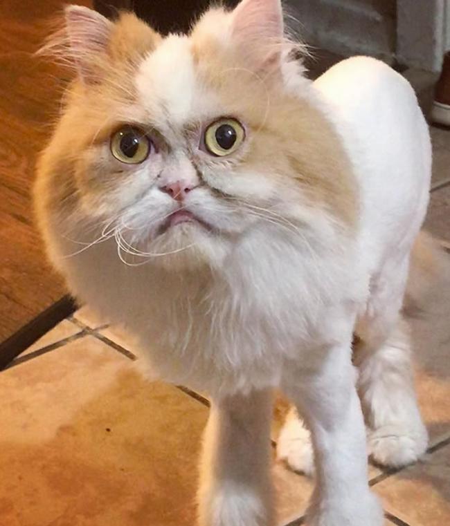美国一只新的长毛明星――名叫路易的波斯猫争夺到“新不爽猫”称号