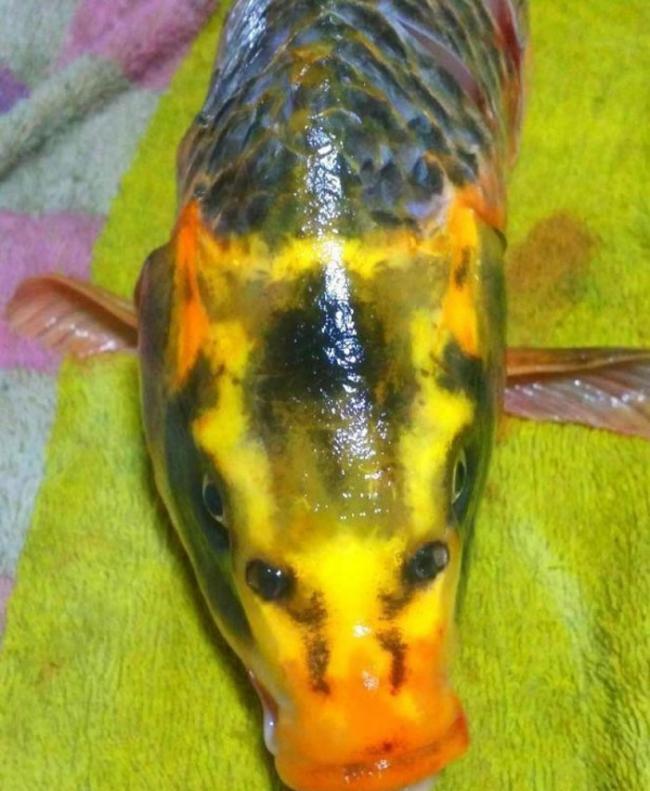 “人面鲤鱼”的面部特征极似人脸，“嘴巴”、“鼻子”、“眼睛”皆清晰可见。