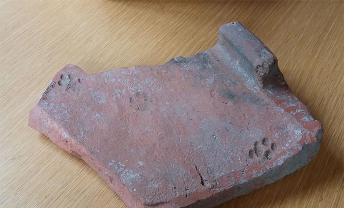 古罗马时代的瓦片上发现猫脚印