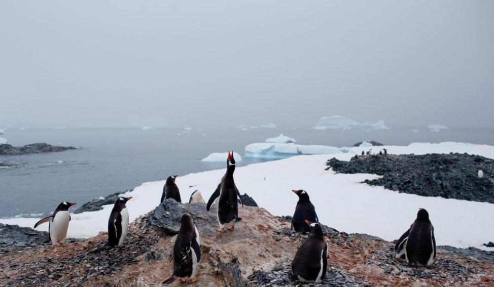 2015年1月，一群巴布亚企鹅在南极的奥希金斯站附近被拍到。 3月24日，这片大陆创下了目前为止的最高温记录。 PHOTOGRAPH BY NATACHA PI