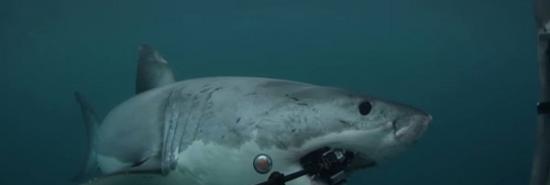 新西兰海域大白鲨游过来咬掉海底摄影机就走