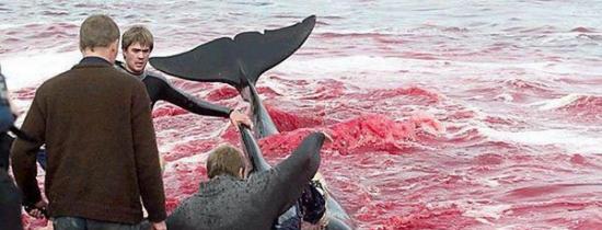 法罗群岛举行一年一度的捕鲸活动 场面非常骇人