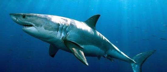 研究人员发现一只雄性大白鲨的寿命达到70多岁
