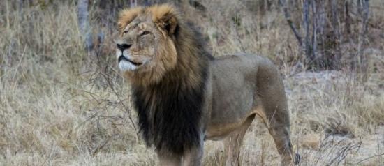 狮子Cecil之死引发公众关注
