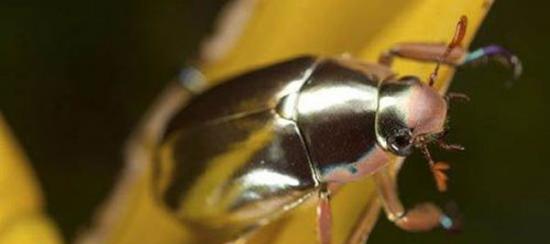 摄影师在哥斯达黎加山区拍到罕见银色甲壳虫