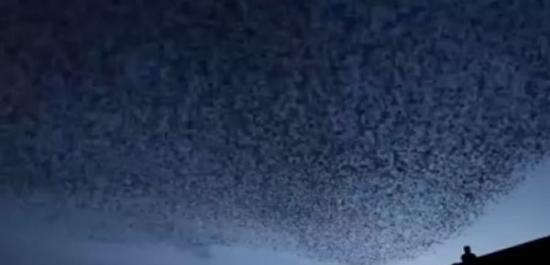 英国小城遭2万多只椋鸟“入侵”