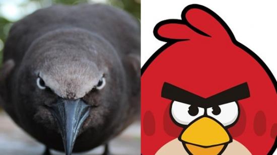印度洋岛国毛里裘斯的玄燕鸥是“愤怒的小鸟”原型？
