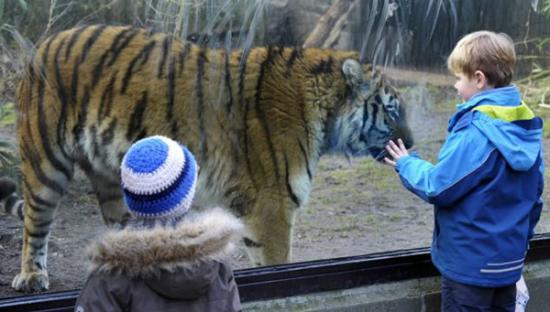 德国提尔帕克•哈根贝克动物园老虎与游客“击掌”