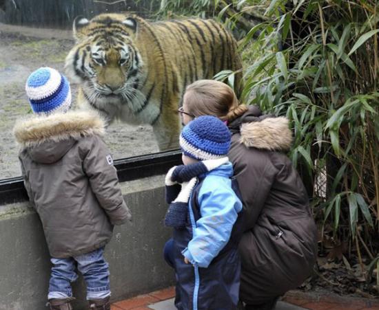 德国提尔帕克•哈根贝克动物园老虎与游客“击掌”