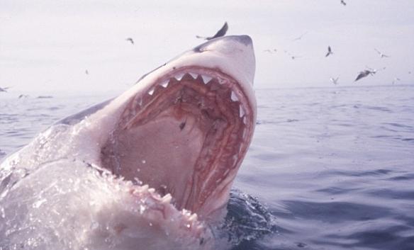罗拔臣当时以为有鱼上钓，原来那是一条大白鲨。(资料图片)