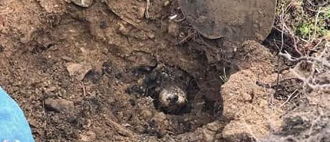 英国西约克郡霍沃斯村一只腊肠犬失踪多日后在兔子洞里被找到