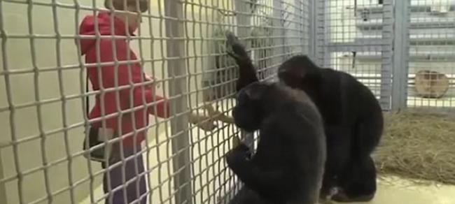 俄罗斯罗斯托夫动物园母黑猩猩Elya每天都认真清理窗户打扫地板