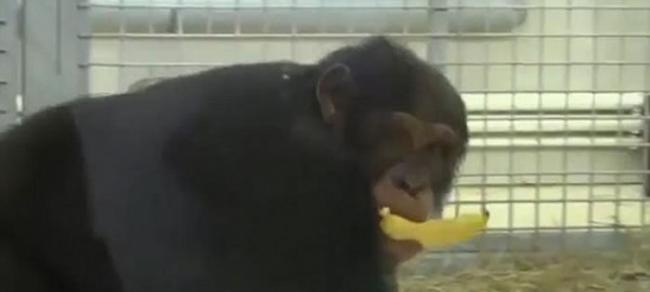 俄罗斯罗斯托夫动物园母黑猩猩Elya每天都认真清理窗户打扫地板