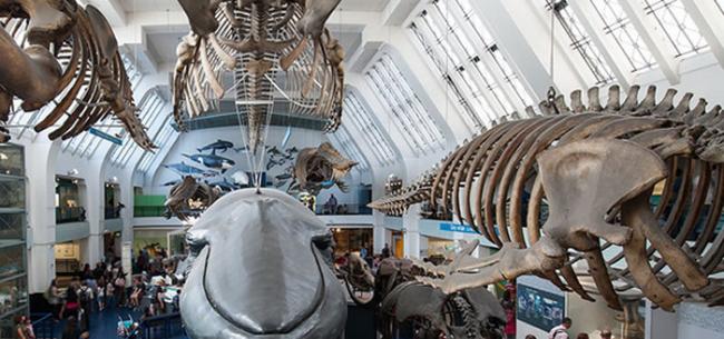美国国家自然博物馆官网展出大量鲸类骨架标本