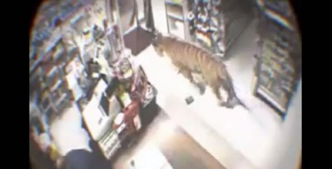 走进便利商店抢劫的居然是一只老虎