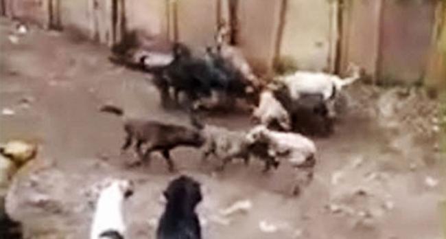 哥伦比亚专门收容流浪狗的动物庇护所因缺乏资源酿狗咬狗惨剧