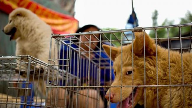 在中国广西玉林狗肉节待价而沽的犬只。台湾已明文禁止食用狗肉，但在中国大陆仍属合法消费。 / PHOTOGRAPH BY ANDY WONG, AP