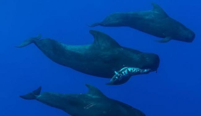 水下摄影师拍摄到雄性短鳍领航鲸嘴里叼着小鲸鱼尸体，在两条雌鲸的陪同下哀悼小鲸鱼的死亡。