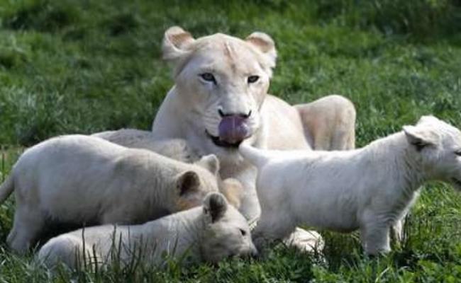 园方总监亦大赞白狮子一家是个“温馨家庭”。