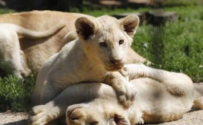 白狮已被列为濒危物种。