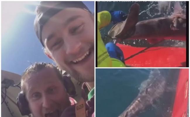 冰岛两名无良渔夫残虐鲨鱼 活割尾鳍后丢落海任漂浮