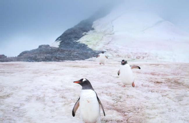 在南极夏科港 （Port Charcot），巴布亚企鹅（Gentoo penguins）进出巢穴。 PHOTOGRAPH BY ACACIA JOHNSON