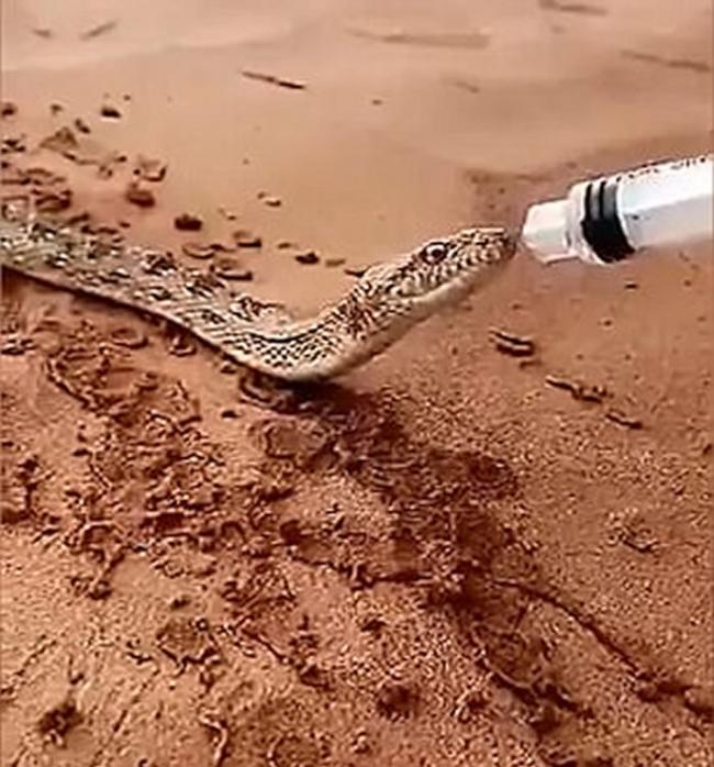 沙特阿拉伯沙漠大蛇口渴濒死 好心人针筒喂水救命